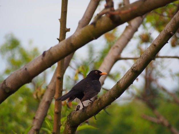 Lage hoek van een vogel die op een tak zit