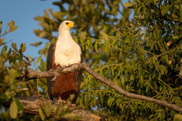 Lage hoek van een vogel die op een tak zit