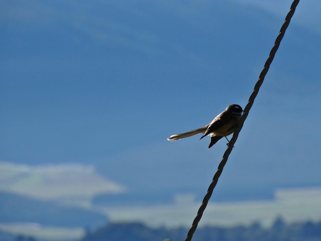Lage hoek van een vogel die op een touw tegen een berg zit