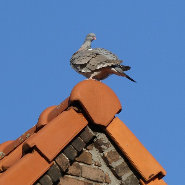 Foto lage hoek van een vogel die op het dak zit tegen een heldere lucht