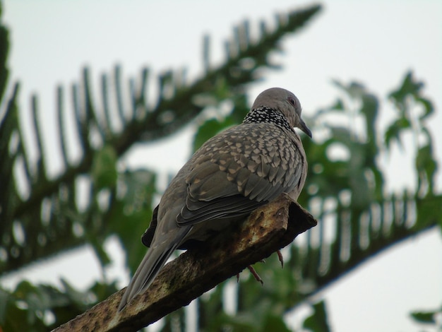 Lage hoek van een vogel die op roestige metaal zit