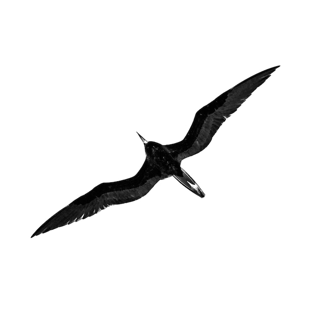 Foto lage hoek van een vogel die over een witte achtergrond vliegt