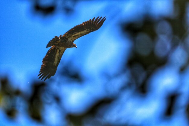 Foto lage hoek van een vogel die tegen de blauwe hemel vliegt