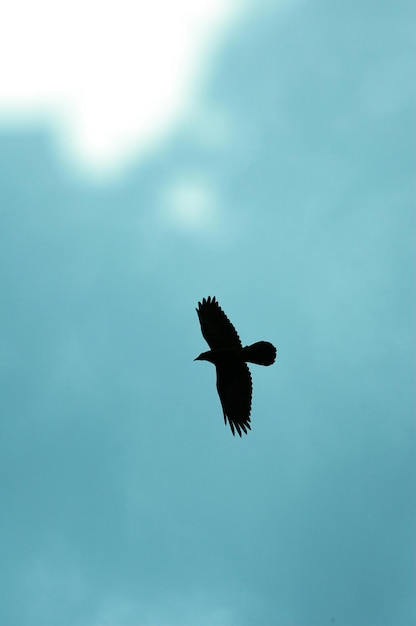 Foto lage hoek van een vogel die tegen de lucht vliegt