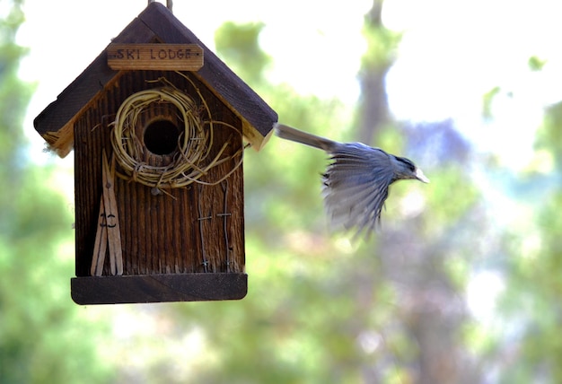 Lage hoek van een vogel die tegen de lucht vliegt