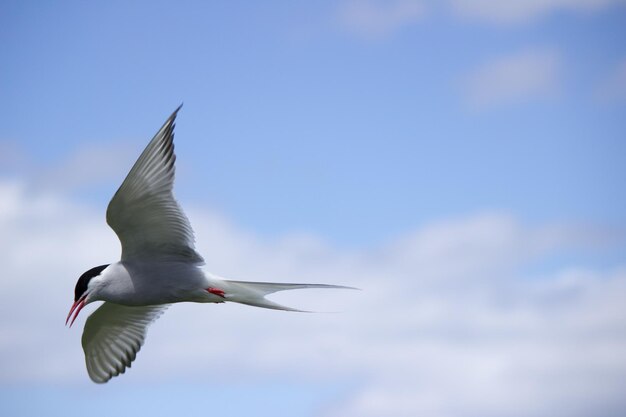 Lage hoek van een vogel die tegen de lucht vliegt