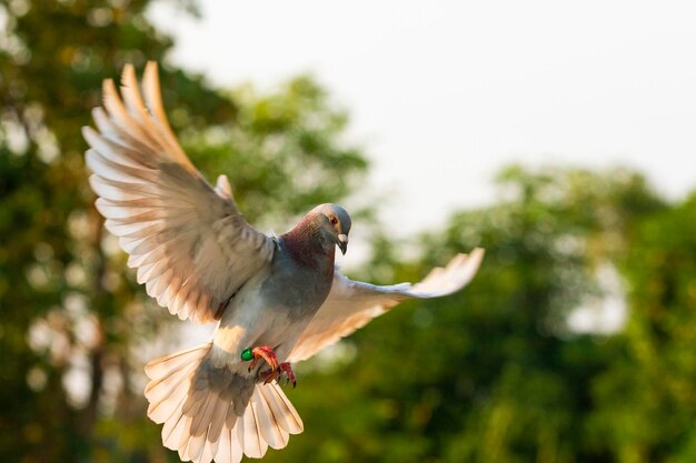 Foto lage hoek van een vogel die tegen de lucht vliegt