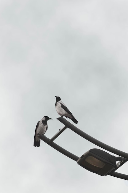 Foto lage hoek van een vogel die tegen de lucht zit