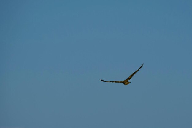 Foto lage hoek van een vogel die tegen een heldere blauwe hemel vliegt