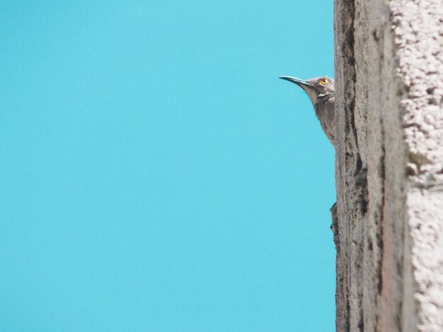 Foto lage hoek van een vogel die tegen een heldere blauwe hemel zit