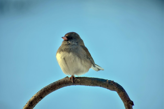 Foto lage hoek van een vogel die tegen een heldere blauwe hemel zit