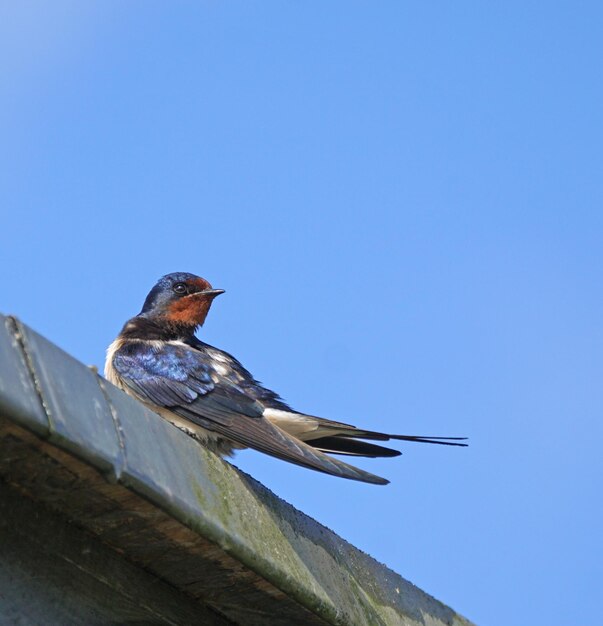 Lage hoek van een vogel die tegen een heldere blauwe hemel zit