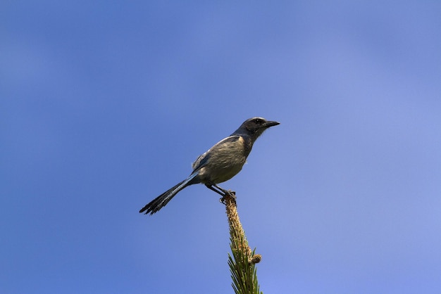 Lage hoek van een vogel die tegen een heldere blauwe hemel zit