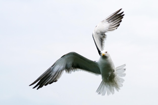 Lage hoek van een vogel die tegen een heldere hemel vliegt