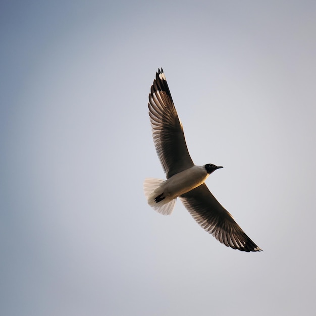 Lage hoek van een vogel die tegen een heldere hemel vliegt