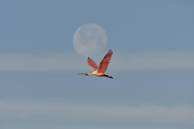 Lage hoek van een vogel die tegen een heldere lucht vliegt