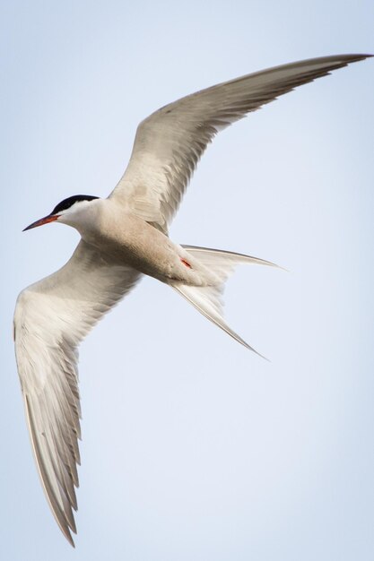 Foto lage hoek van een vogel die tegen een heldere lucht vliegt