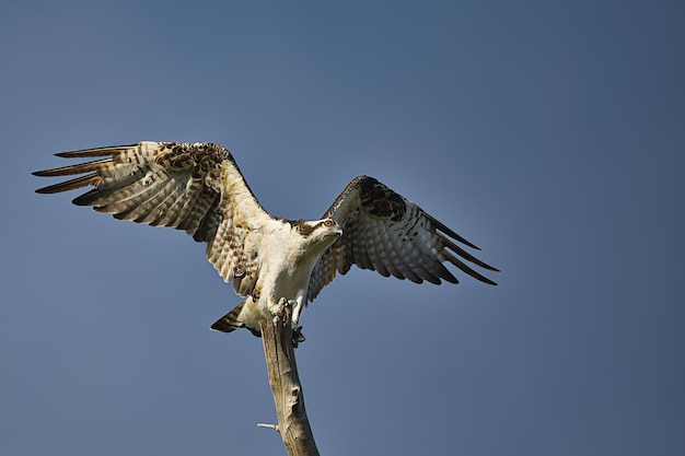 Foto lage hoek van een vogel die tegen een heldere lucht vliegt