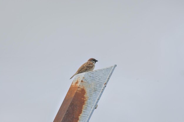 Foto lage hoek van een vogel die tegen een heldere lucht zit