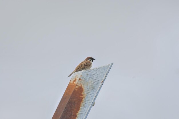 Lage hoek van een vogel die tegen een heldere lucht zit