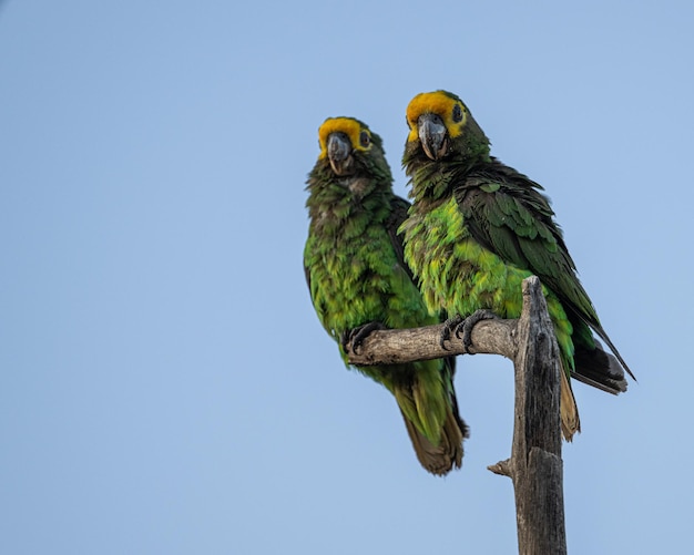 Lage hoek van een vogel die tegen een heldere lucht zit