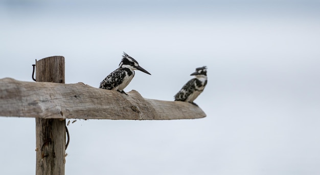 Lage hoek van een vogel die tegen een heldere lucht zit
