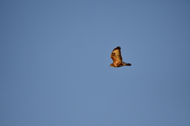 Foto lage hoek van een vogel die vliegt tegen een heldere blauwe lucht
