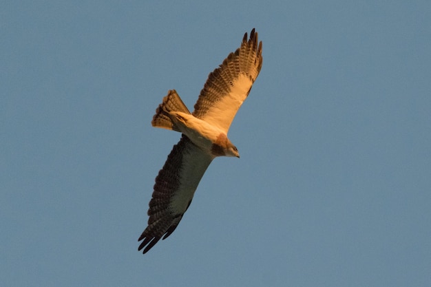 Lage hoek van een vogel die vliegt tegen een heldere blauwe lucht