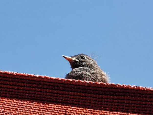 Foto lage hoek van een vogel op het dak