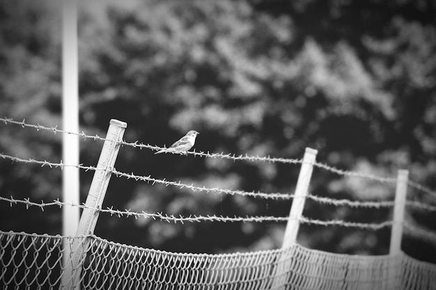 Foto lage hoek van een vogel op prikkeldraad