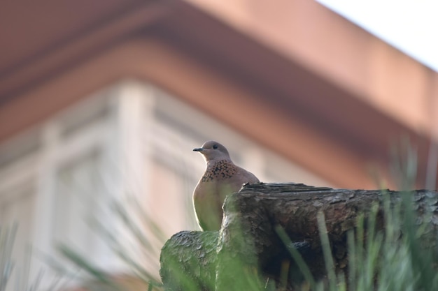 Foto lage hoek van een vogel