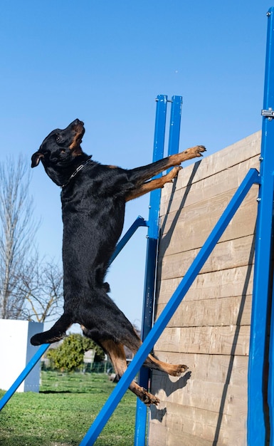 Foto lage hoek van een zwarte hond tegen een heldere blauwe hemel