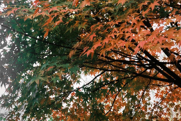 Foto lage hoek van esdoornbladeren op bomen