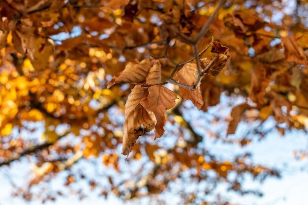 Lage hoek van esdoornbladeren op een boom in de herfst