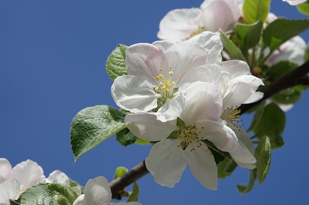 Lage hoek van frisse witte bloemen tegen een blauwe lucht