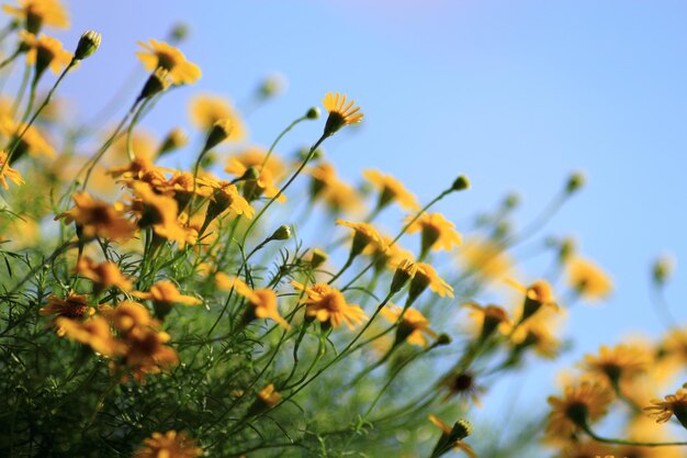 Foto lage hoek van gele bloeiende planten tegen de lucht