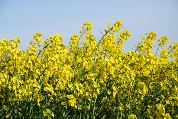 Foto lage hoek van gele bloemen