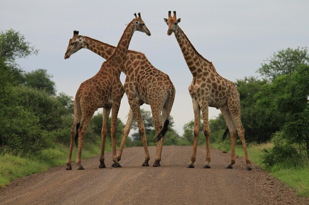 Foto lage hoek van giraffe die bij bomen tegen de lucht staat