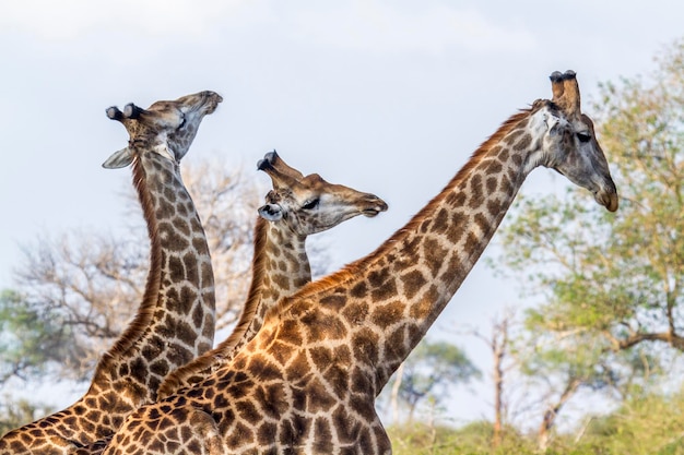 Lage hoek van giraffe tegen een heldere lucht