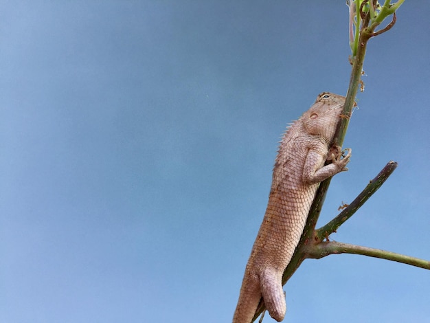 Foto lage hoek van hagedis op boom tegen blauwe lucht