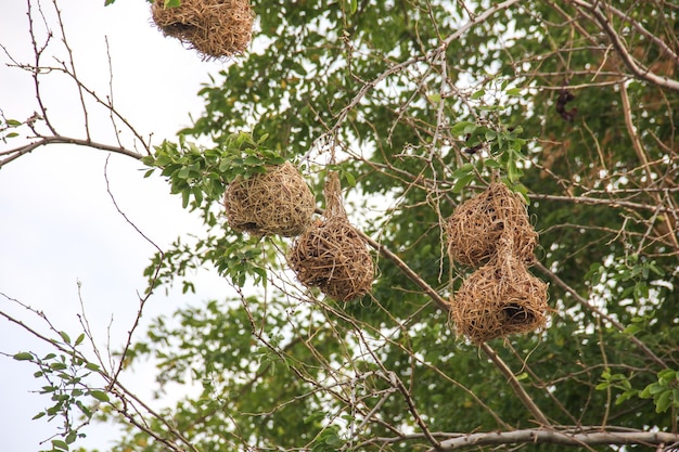 Lage hoek van hagedis op boom