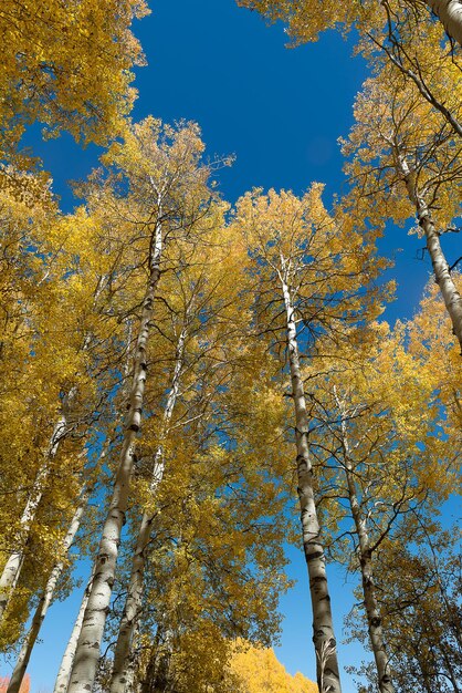 Lage hoek van herfstbomen tegen een heldere blauwe lucht