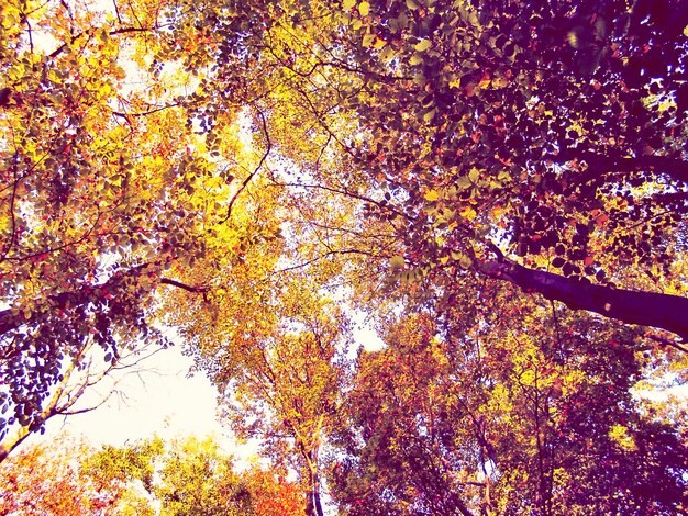 Foto lage hoek van herfstbomen