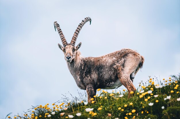 Foto lage hoek van herten op het veld tegen een heldere lucht