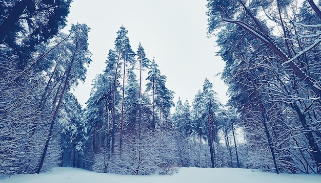 Lage hoek van het mysterieuze donkere winterwoud in humeurige stijl Sneeuwdichte bossen in de kou