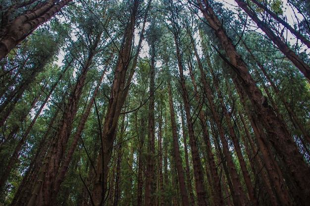 Lage hoek van hoge bomen in het bos