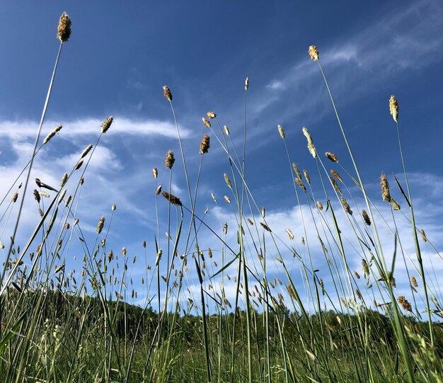 Lage hoek van hoog gras op het veld tegen de lucht