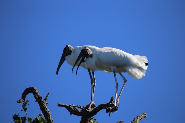 Lage hoek van ibis vogels die op boomtoppen zitten tegen een heldere blauwe lucht
