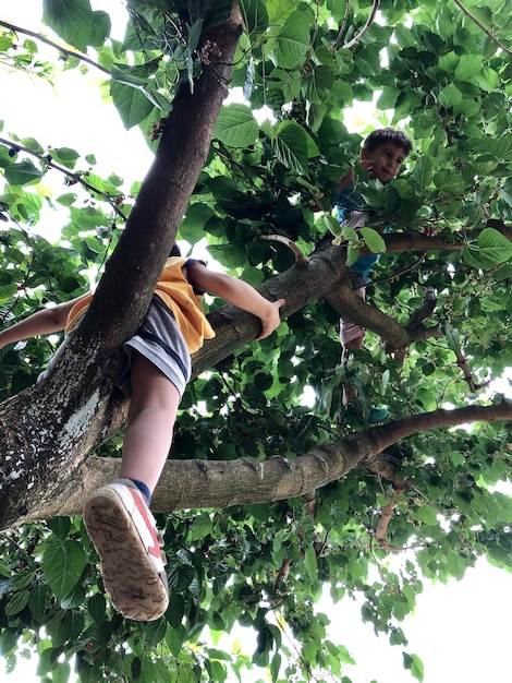 Lage hoek van jongens die op een boom klimmen