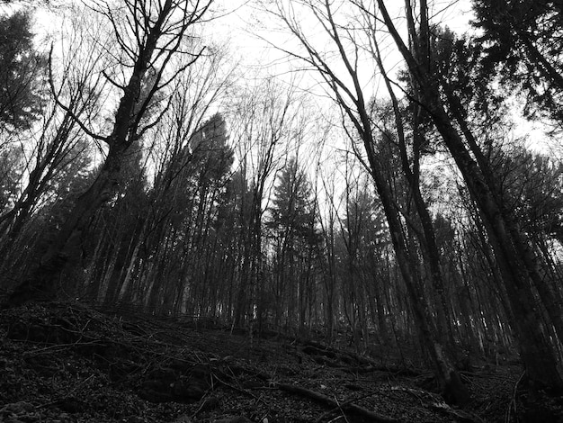 Foto lage hoek van kale bomen in het bos